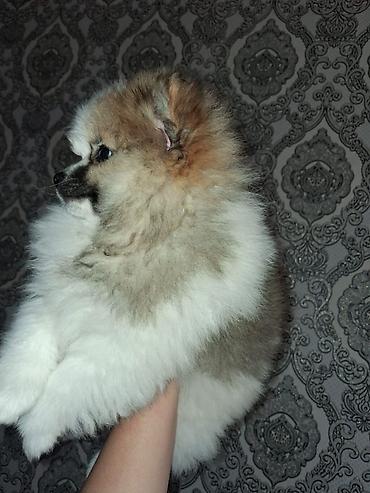 Продажа собак: Шпиц, 2 месяца, Самка — 9