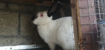 dovşan satılır v Azərbaycan | DIGƏR KƏND TƏSƏRRÜFATI HEYVANLARI: Kaliforniya dovşanı satılır, 7 aylıqdır