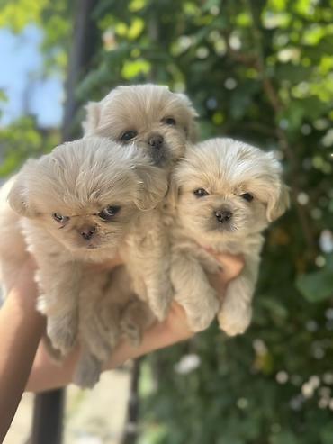 golden balası: Pekines, 2 ay, Dişi — 9