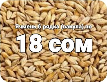 продаю бычок: Продаю ячмень