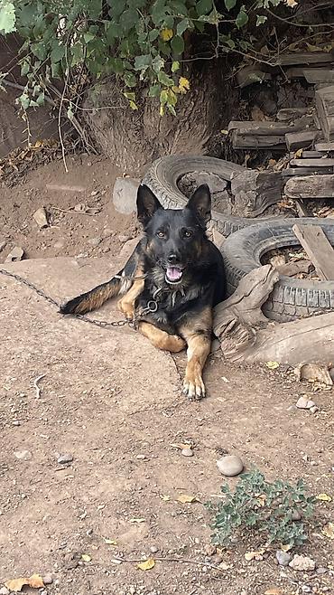 туп: Немецкая овчарка (черно-подпалый окрас). - Пол: судя по внешнему виду — 5