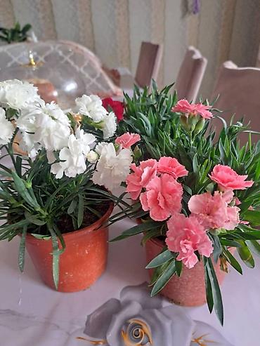 Фиалки и глоксинии: Продаю только оптом цветы из Узбекистана.глоксинии фикусы — 16