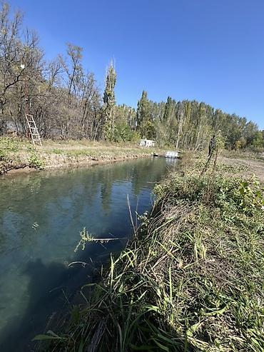 Форель: Молодь радужной форели для зарыбления водоёмов - Вид: радужная форель — 4
