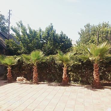 iran xurması ağacı: Washingtonia filifera dekorativ xurma ağacları - Növ: Washingtonia — 4