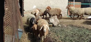 серая кожаная юбка: Продаю | Овца (самка), Ягненок, Баран (самец)