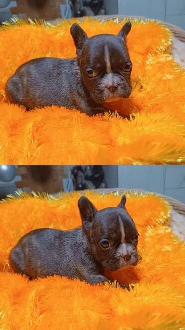 Psi: Francuski buldog štenci egzotičnih boja veseli umiljati, stručno — 3