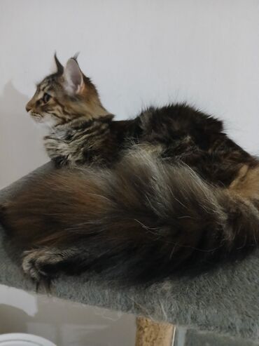 Mačke: Maine Coon mačka – prelepa tigrasta (brown tabby) ženka sa izrazitim — 6