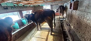 Коровы, быки: Продаю | Корова (самка) | Для разведения | Привязанные — 3