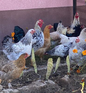 инкубационное яйцо фазана: Куры домашние, яичные и мясо-яичной направленности, разноцветные