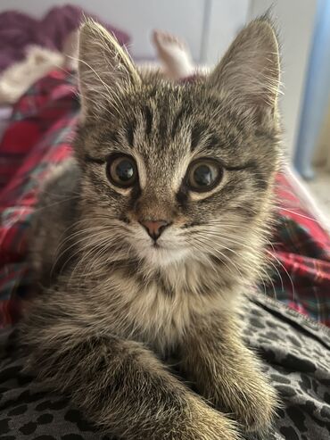вислоухий сиамский кот: Отдам котенка в хорошие руки, 3 месяца, очень ласковая и игривая