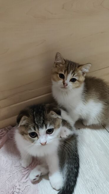 сабачий домик: Скотиш Фолд (Шотландская вислоухая), 2 месяца, Девочка, Биколор