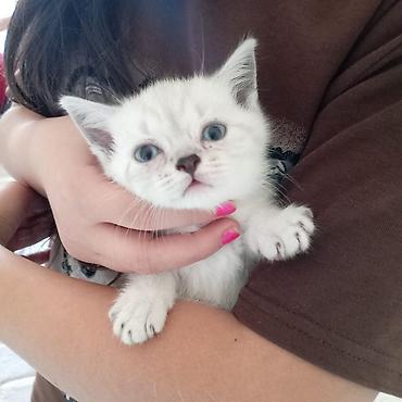 Pişiklər: Britan — 6