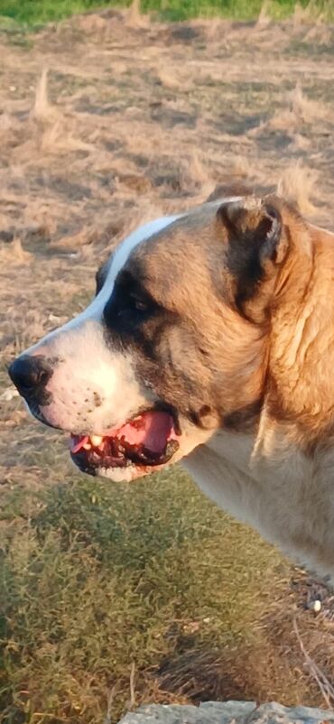 İtlər: Qurdbasar, 1 il, Erkek, Peyvəndli, Ödənişli çatdırılma — 3