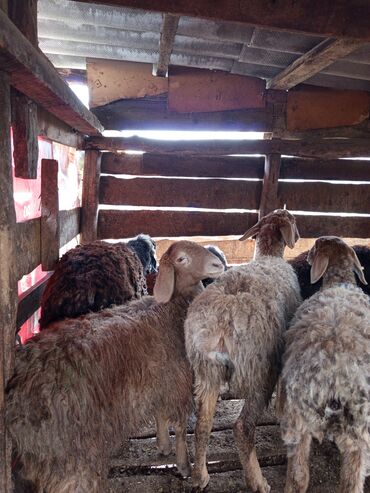 продажа щенков немецкой овчарки с документами в бишкеке: Продаю | Овца (самка) | Для разведения | Осеменитель