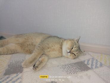 золотая шиншила кошка: Британская короткошёрстная кошка (окрас золотой шиншилла) - Порода — 2