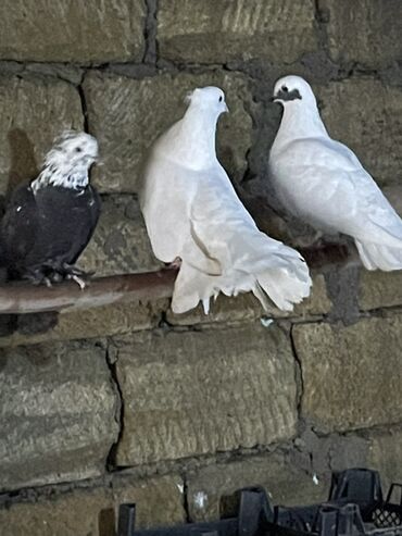 Göyərçinlər: Ev göyərçinləri dekorativ və uçuş üçün. - Rənglər: ağ, qara‑ağ — 4