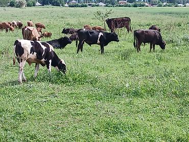 Коровы, быки: Продаю | Бык (самец) | На откорм — 4