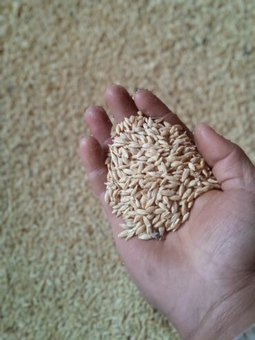 зерно ячмень: Овёс (зерно в шелухе) - Натуральное зерно овса, цельное, неочищенное