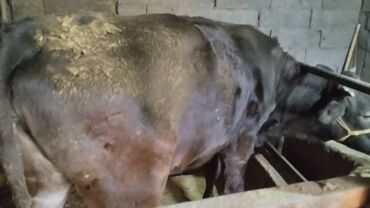 речные раки: Сатам | Кунаажын | Көбөйтүү үчүн, Сүт алуу үчүн | Бооз