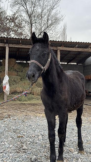 Лошади, кони: Продаю | Кобыла (самка) | Для разведения | Племенные — 6