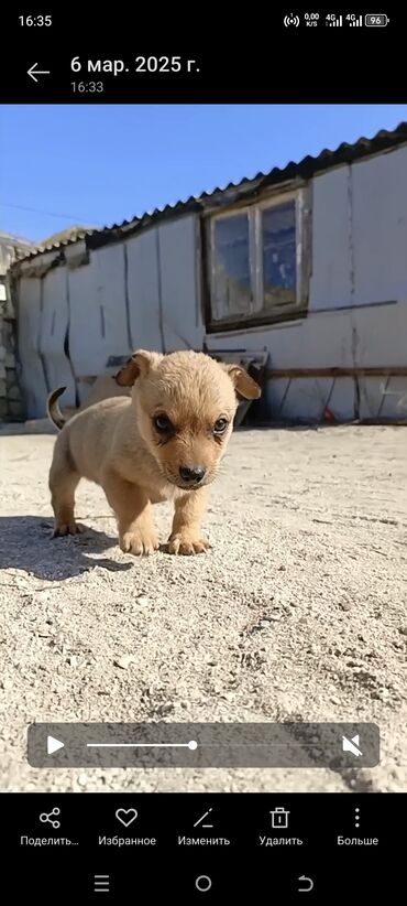 İtlər: Zvonok, 2 ay, Erkek, Ödənişli çatdırılma