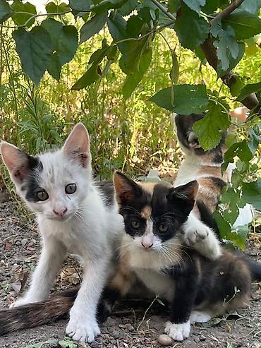 Отдам котят в добрые заботливые руки.Возраст 2 месяца