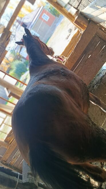 домик хомяка: Продаю | Кобыла (самка) | На забой