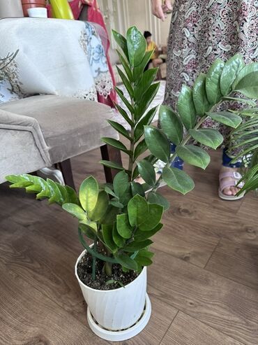 Замиокулькас (Долларовое дерево): Замиокулькас, также известный как долларовое дерево, представлен в — 5