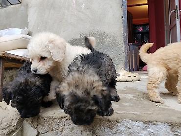 İtlər: Pudel — 9