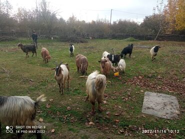 Heyvanlar: 14 ədəd boğaz keçi satılır heç bir prablemlerim yoxdur real alıcıya