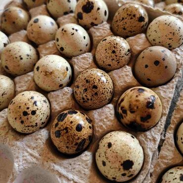 живые черепахи: Продаю | Инкубационные яйца