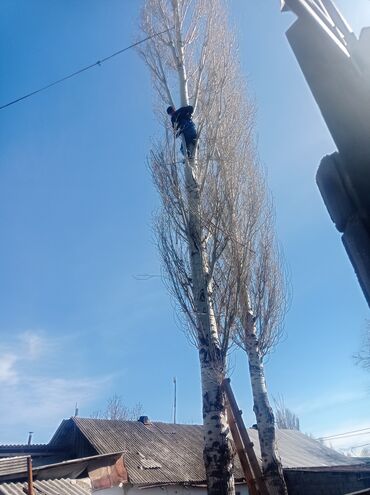 Спил деревьев, заготовка дров: Тынар гарантия 100%., спилю деревья,, любой сложности#1 _тынар супер — 3