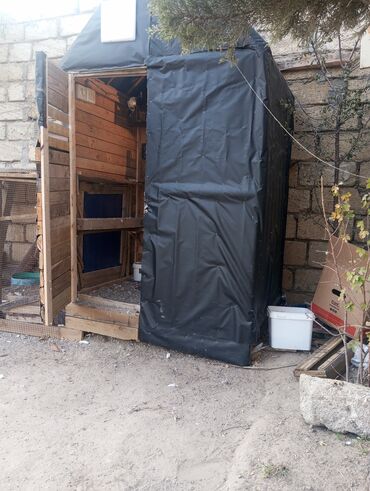 Göyərçinlər: Salam goyercin yuvası satılır tecili kim isitese elaqe saxlasin Bos — 1