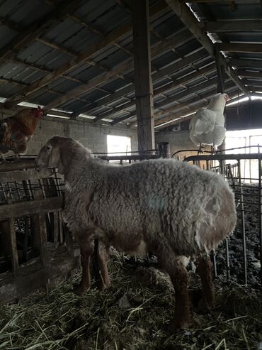 Бараны, овцы: Продаю | Баран (самец) | Арашан | На забой, Для разведения
