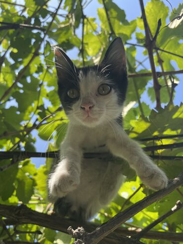 кошки маленький: Котенок Коша, Кошой. Маленький, но умный и смелый. Общительный