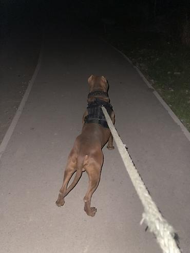 Вязка собак: Вязка: Американский булли, Самец, 1 год, С прививкой, С родословной — 4