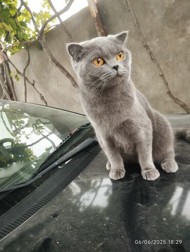 pişik eşyaları: Şotland, Dişi, Ünvandan götürmə