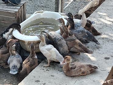 tap az goyercin satisi: Cins lal ördək balaları. Macar. krasnadar (Qırmızı — 7