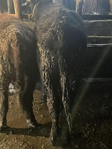 Коровы, быки: Продаю | Бык (самец) — 21