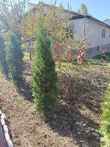 Другие виды семян и саженцев: Туя — 6