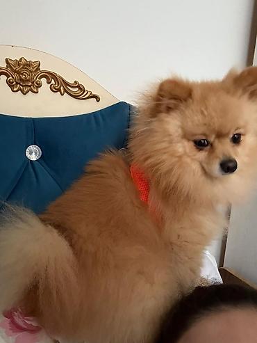pomeranian: Şpitz, 3 il, Erkək, Cütləşmə üçün — 3