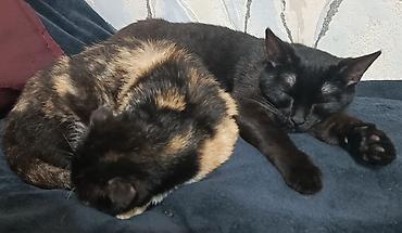 Pişiklər: Şotland — 7