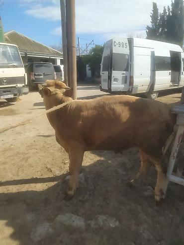 Inəklər, öküzlər: Inəklər, öküzlər — 4