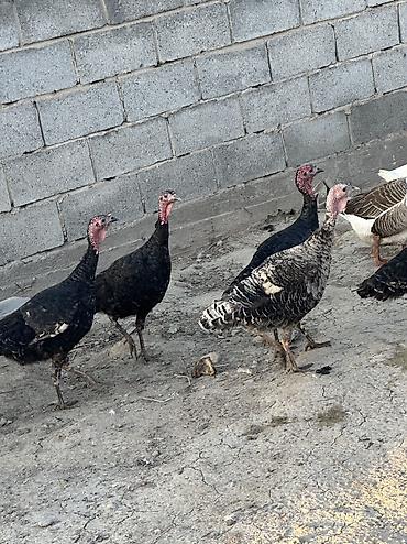 Птицы: Самки и самцы — 5