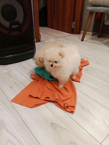 İtlər: Şpitz — 1