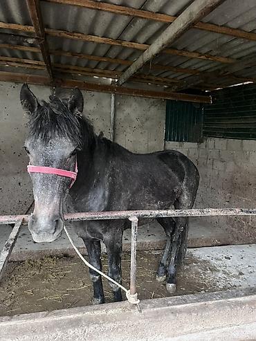 Лошади, кони: Продаю | Конь (самец) | Рабочий — 3