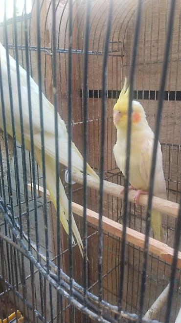 lutino: Watsap elaqe saxlayin Nimfa (Cockatiel) tutuquşuları – müxtəlif — 6