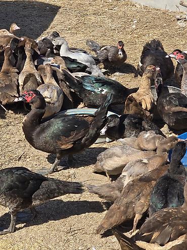 Сельхозптицы: Kəsimlik, damazlıq müxtəlif rəngli(qara, boz, zümrüdü, qəhvəyi) rəngli — 3