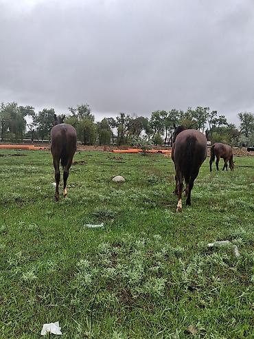 Лошади, кони: Продаю | Кобыла (самка) | Рабочий — 9