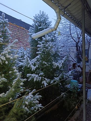 Пихта: Пихты/ели для участка - Живые хвойные деревья, выращенные на — 4